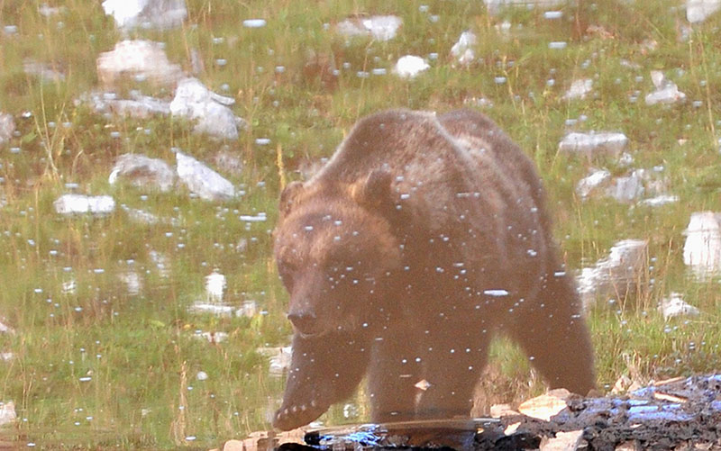 Riflesso di orso bruno marsicano